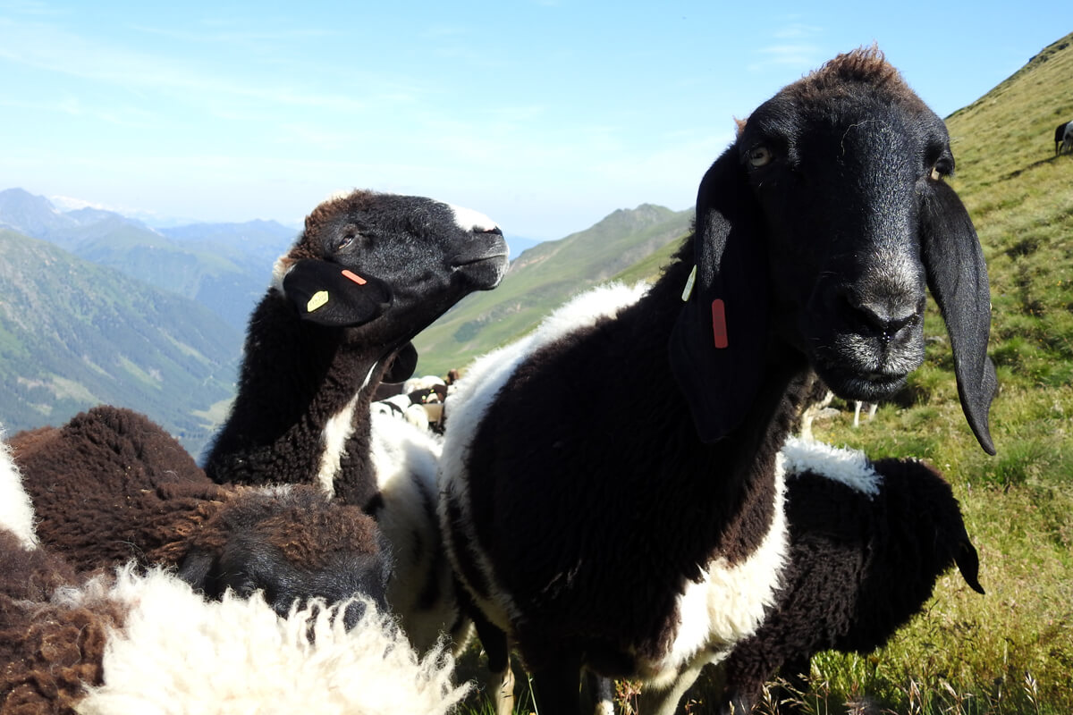 Ausstattung der Schafe mit GPS-Sendern zur einfacheren Lokalisierung und einem Monitoring der Bewegungsmuster (Foto: Naturpark Sölktäler)