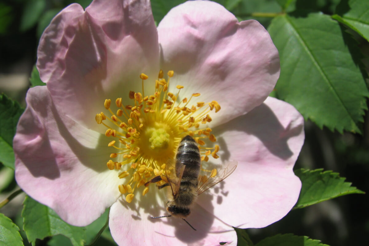 Wildrose mit Biene, Foto: OIKOS