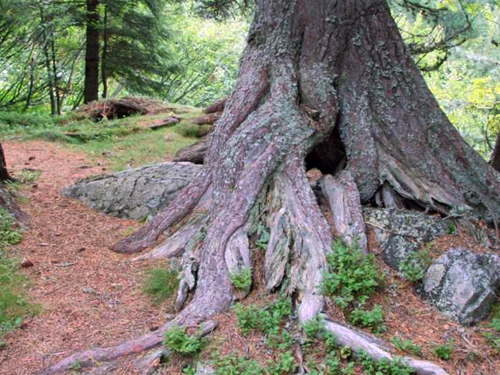 Biodiversität verwurzeln & sichtbar machen