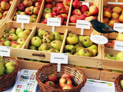 Hirschbirne trifft Schafnase