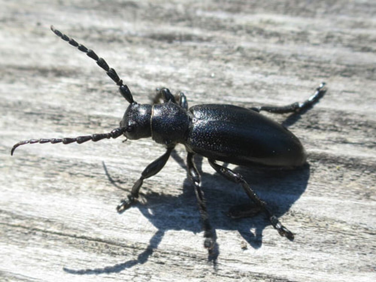 Foto: Thomas Frieß Dorcadion aethiops