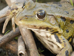 Kleiner Wasserfrosch