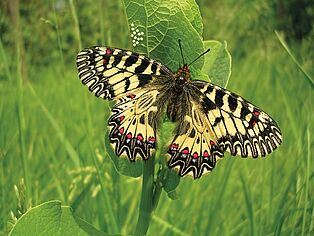 Foto: Naturschutzbund Steiermark