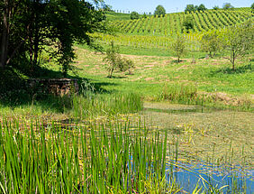 Foto: RM Südweststeiermark GmbH