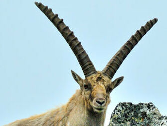 Alpensteinbock