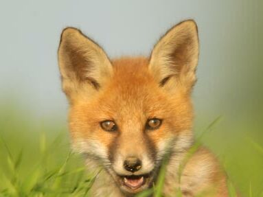 Foto: Herfried Marek Rotfuchs
