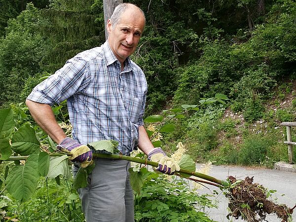 Invasive, gebietsfremde Arten