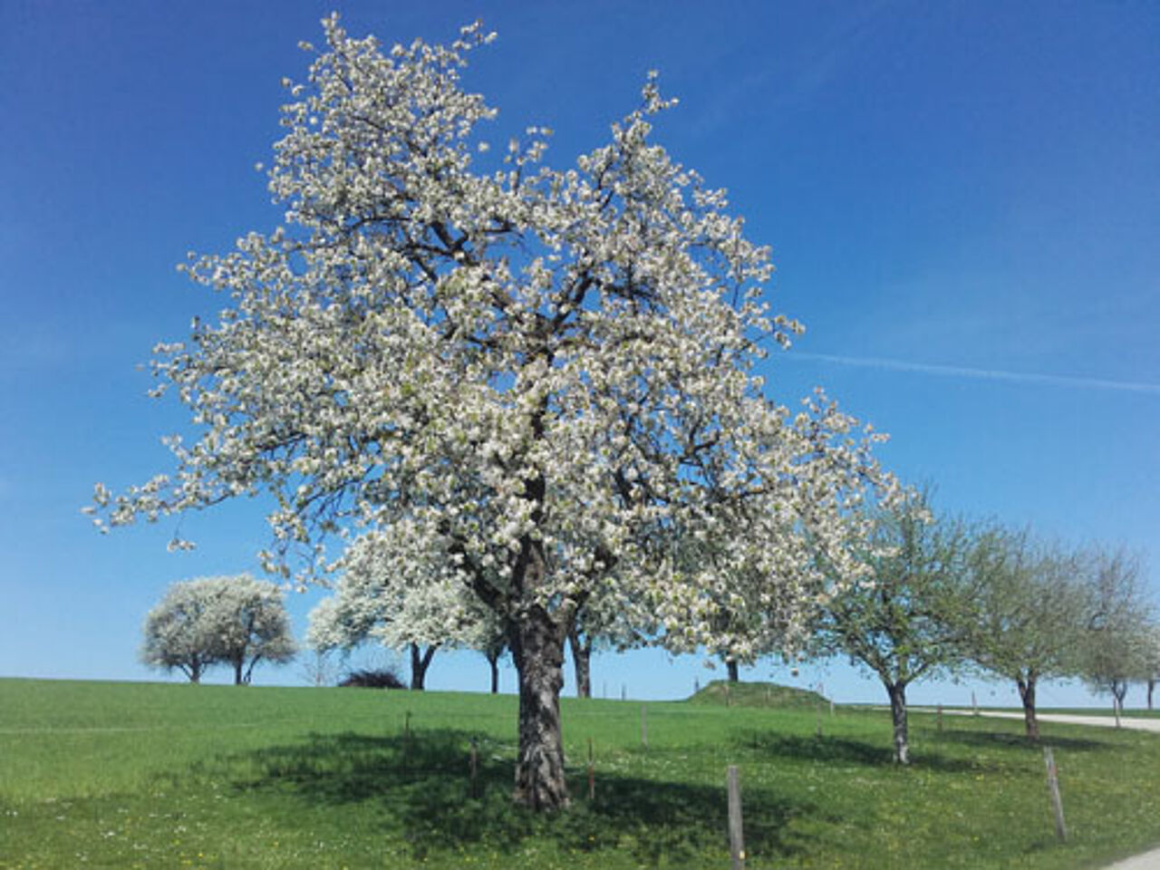 Foto: Fam. Wachholbinger