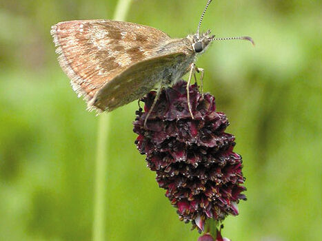 Großer Wiesenknopf