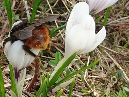 Wildbestäuberkurse – Weiterarbeit