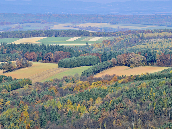 Wald / Waldrand und -lichtungen