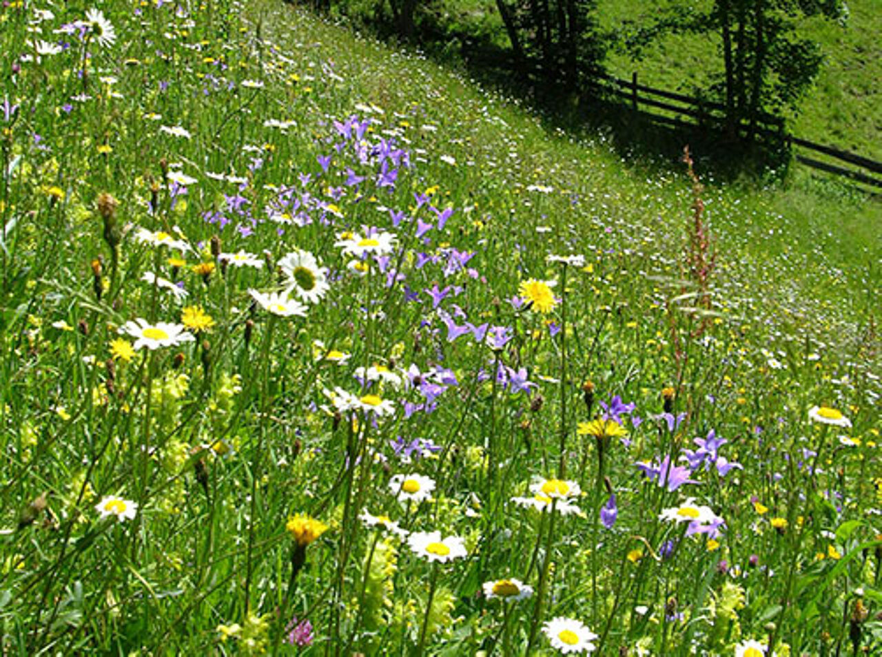 Foto: Naturpark Sölktäler