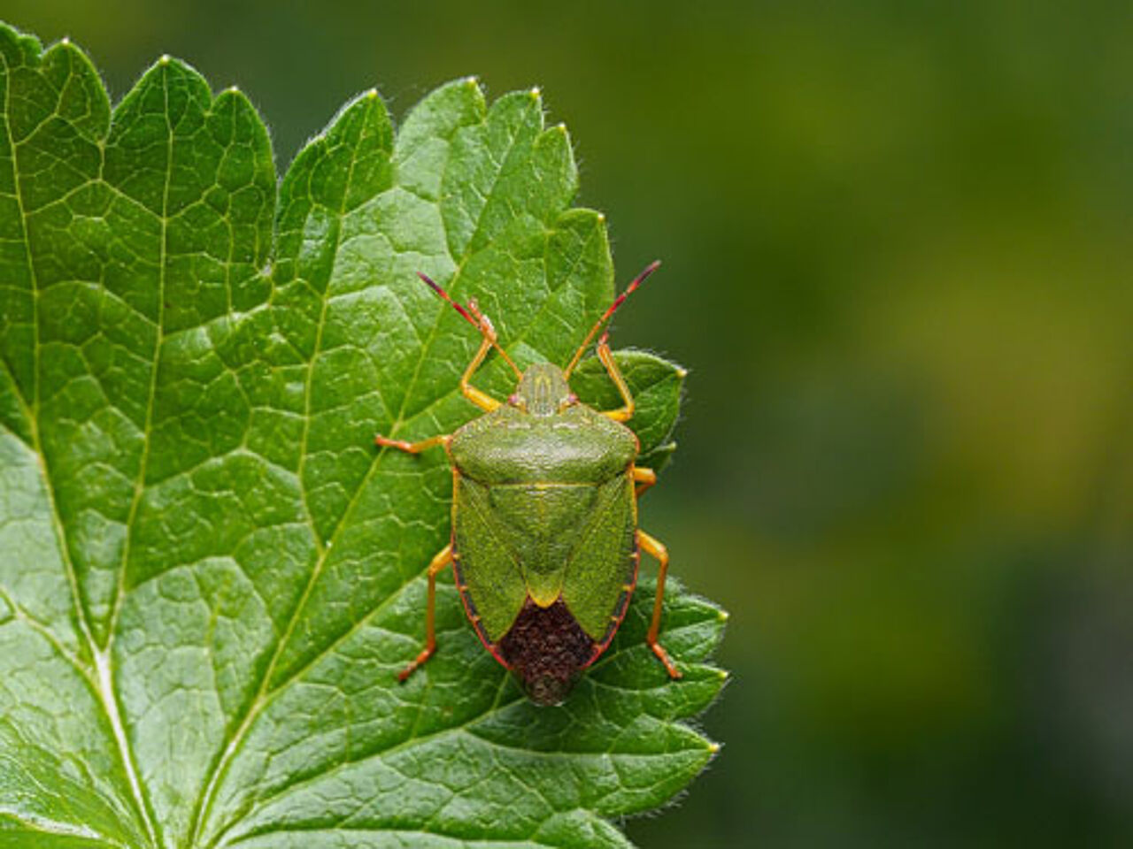 Foto: Pixabay/makrowelt_wald4tel