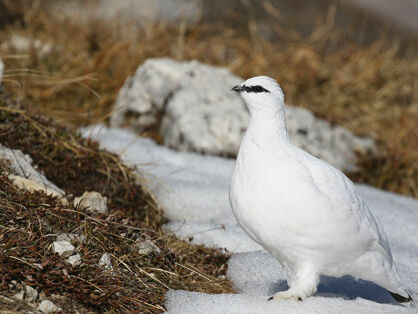 Das Alpenschneehuhn