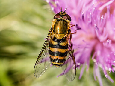 Große Schwebfliege