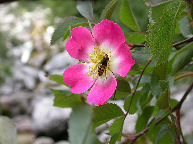 Foto: K. Wanninger