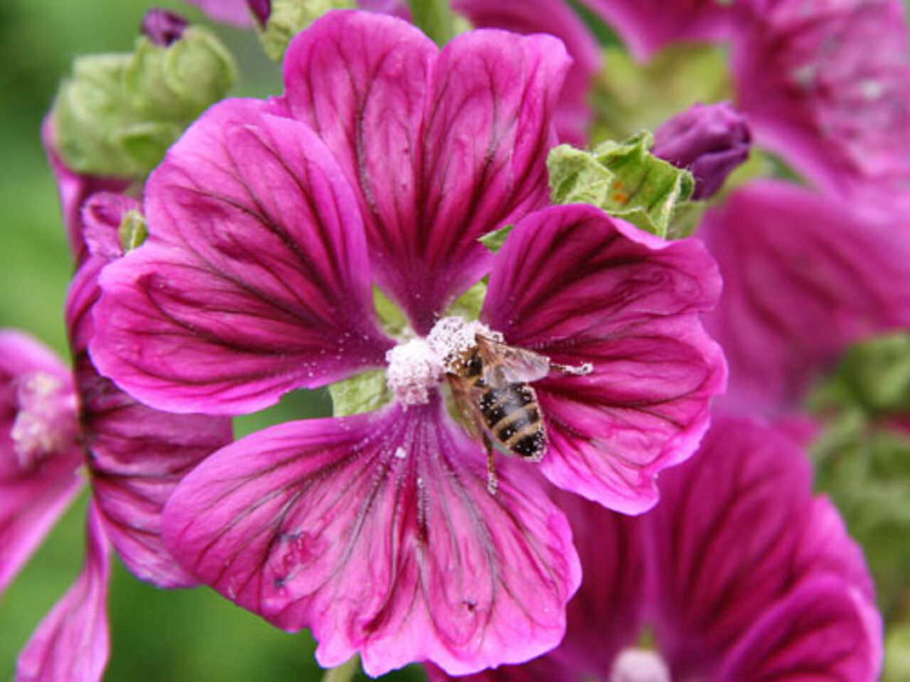 Honigbiene bei der Bestäubung einer Malvenblüte. 1. Platz beim Naturpark-Fotowettbewerb