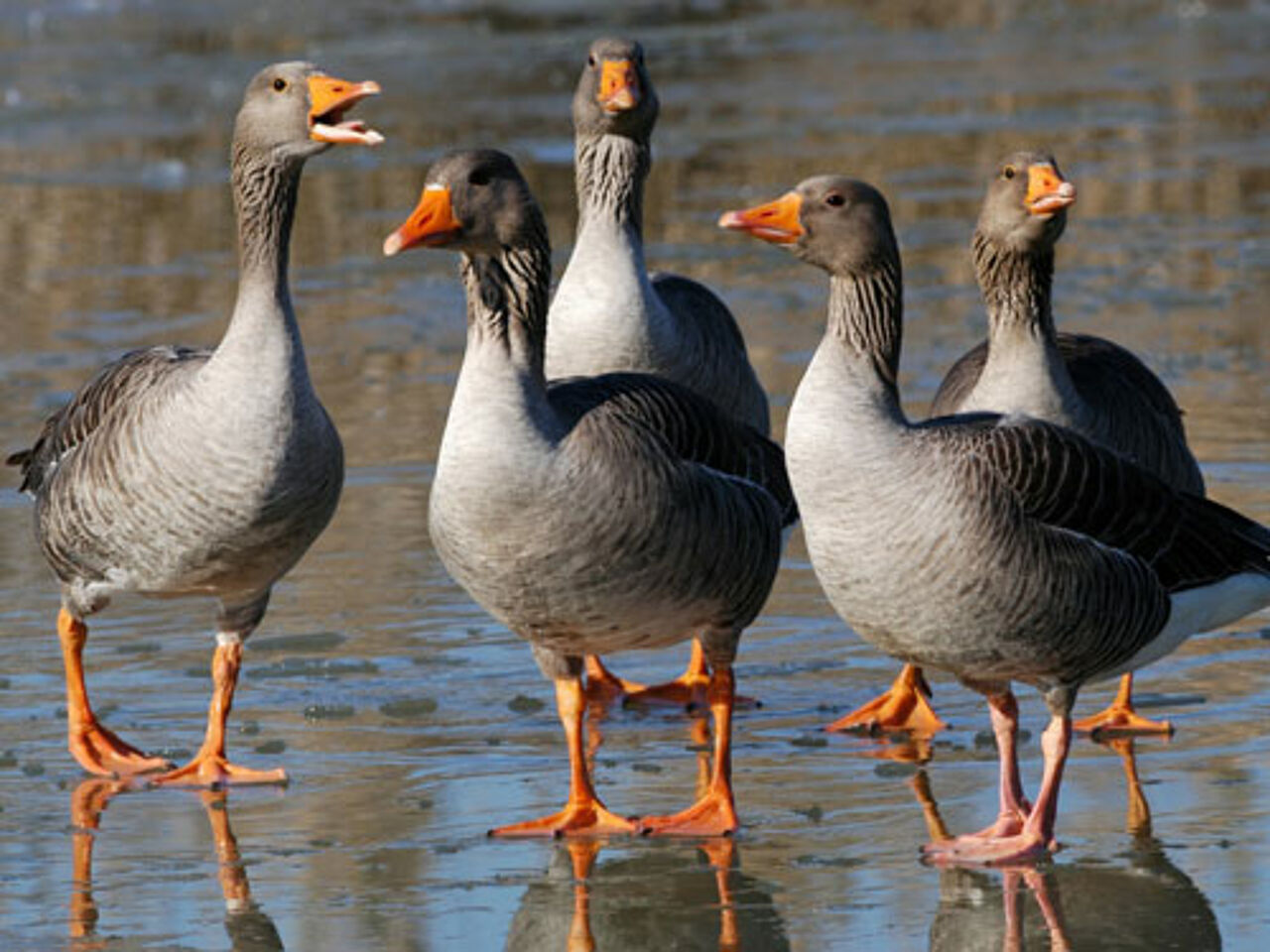 Foto: mauribo/istock photo