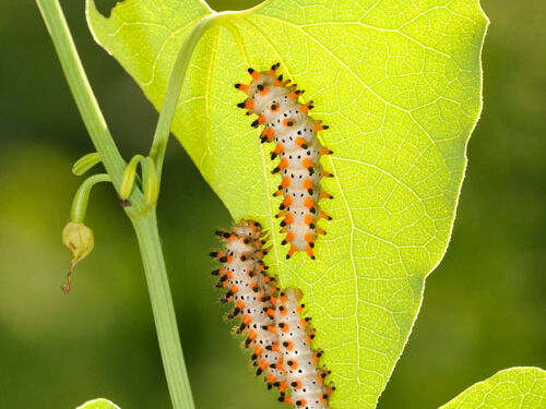 Gewöhnliche Osterluzei