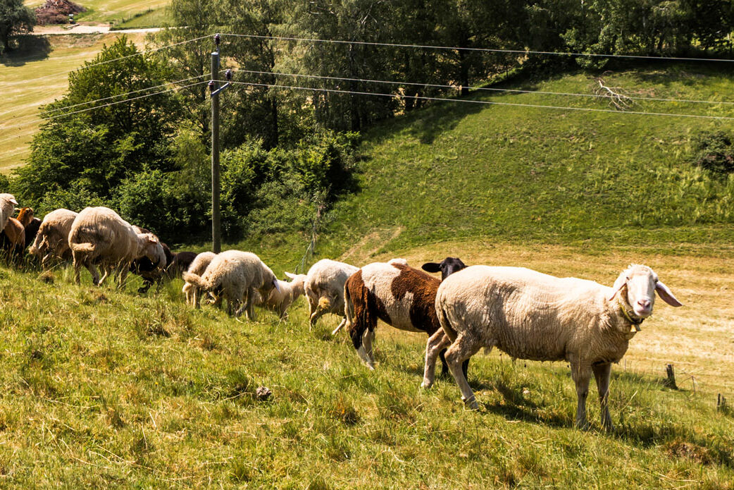 Foto: TVB Mondsee-Irrsee/Valentin Weinhäupl