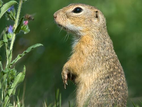 Foto: Ewald Neffe Europäisches Ziesel