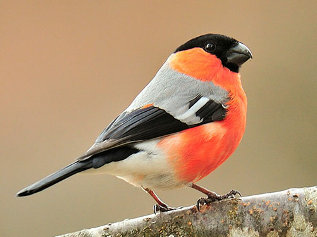Foto: Herfried Marek