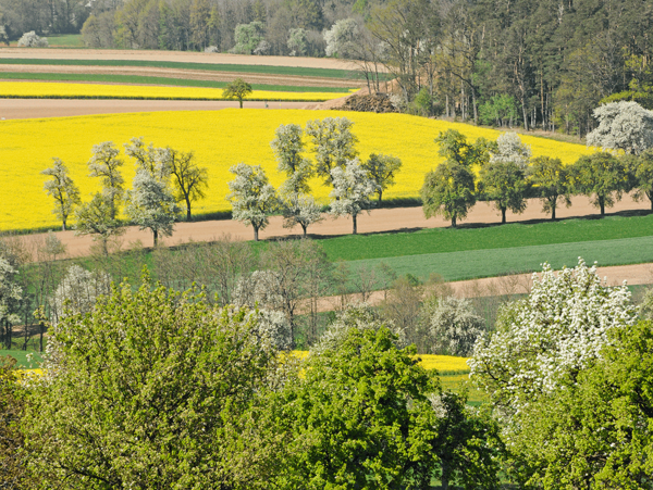 Obst-Hügel-Land