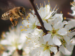 Bienenlehrpfad Naturpark Geschriebenstein