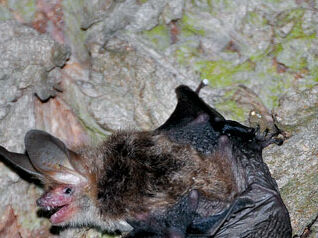 Foto: Rupert Raab Bechsteinfledermaus