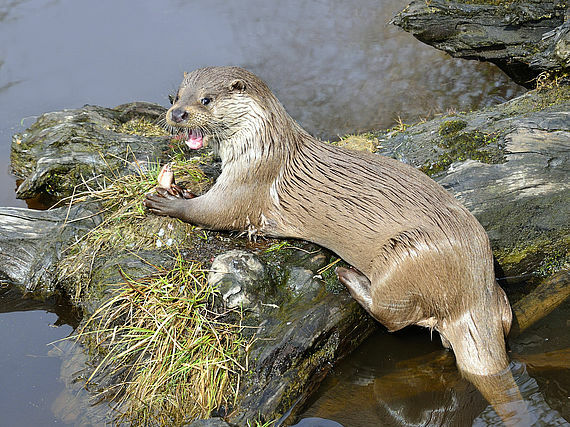 Foto: E. Neffe Fischotter