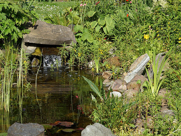 Tümpel und Feuchtbiotope