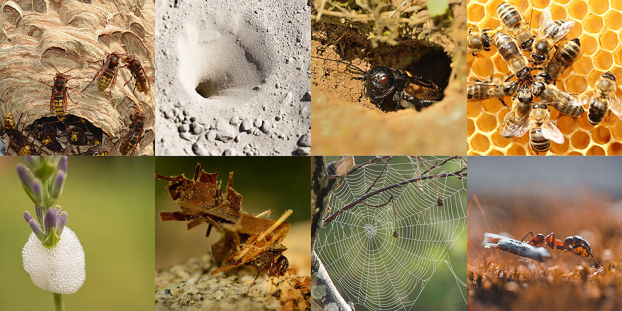 Kleinlebewesen erforschen Ameisen Set Natur beobachten Insekten 