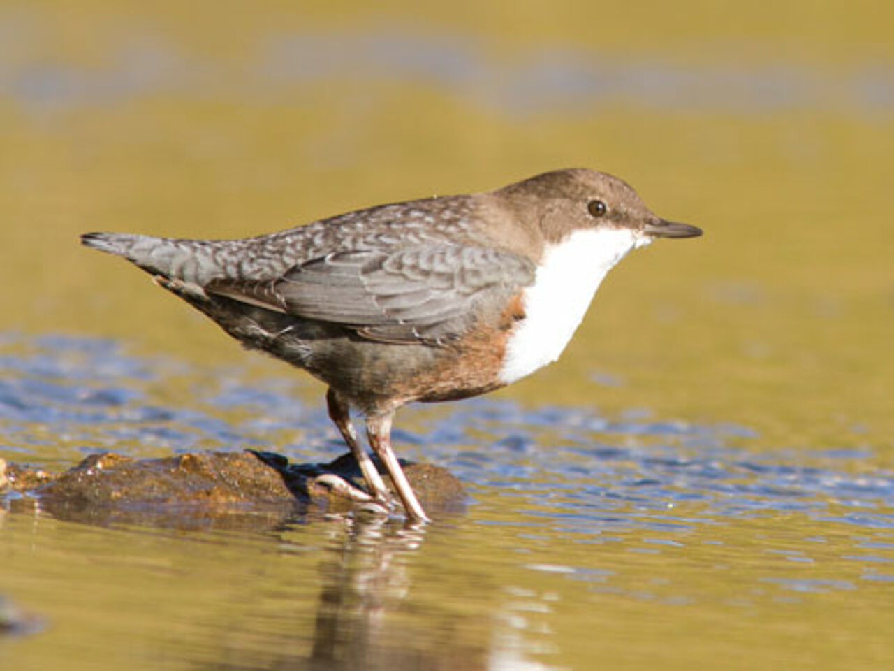Foto: Tobias Schernhammer
