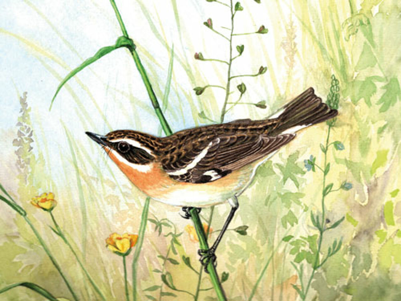 Illustration: Prof. Herbert Schliefsteiner, Naturmuseum Neuberg