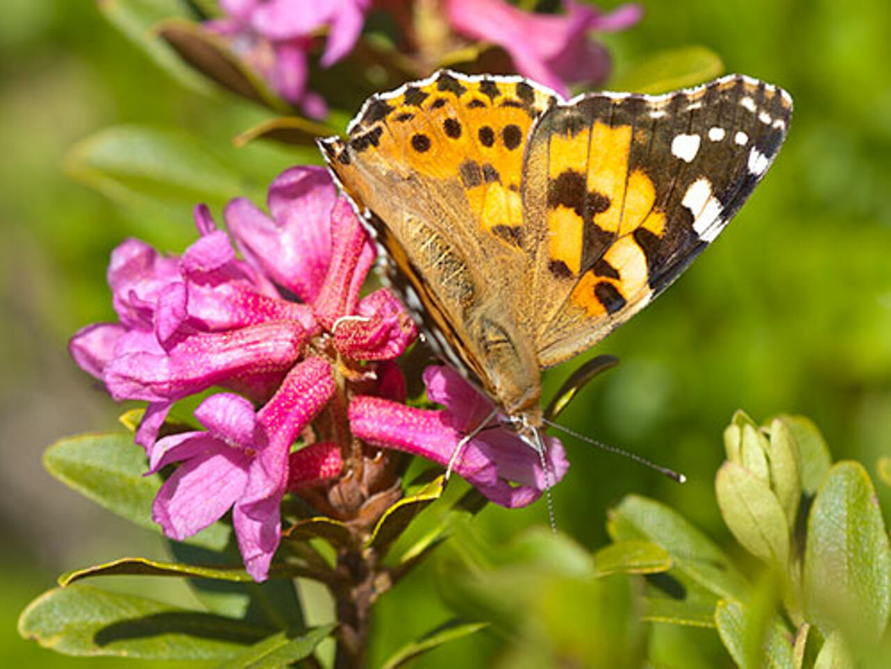 Foto: Herfried Marek