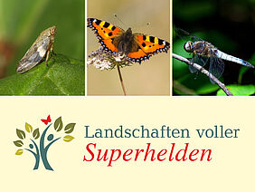 Fotos: hakoar-stock.adobe.com, Pixabay/Kathy Büscher, Pixabay/Detroitius.