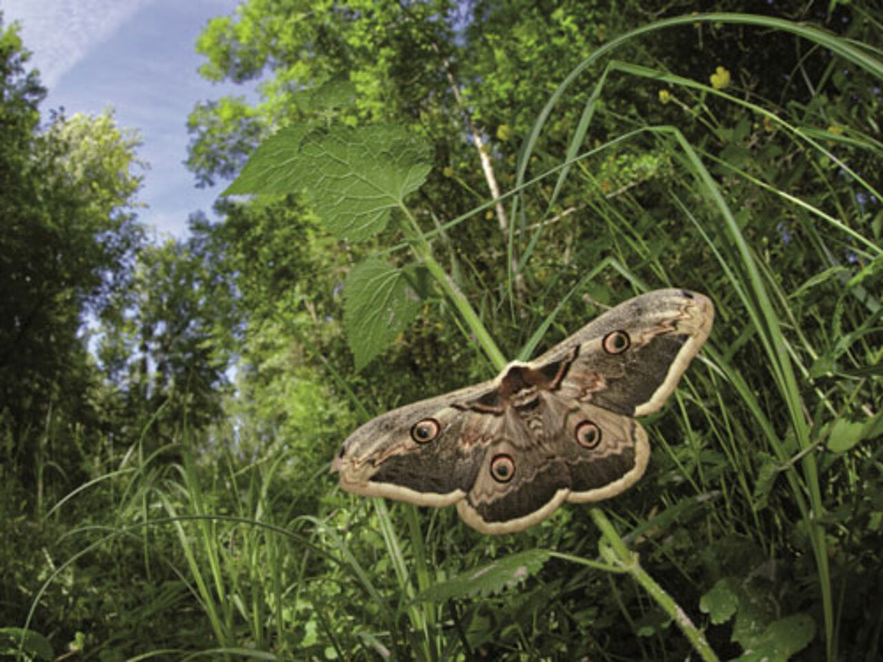 Foto: BIOSPHOTO/Alaeny Stock Foto
