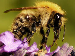 Insekten als Bestäuber