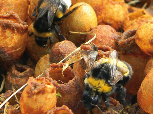 Dunkle Erdhummel