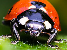 Insekten als Nützlinge