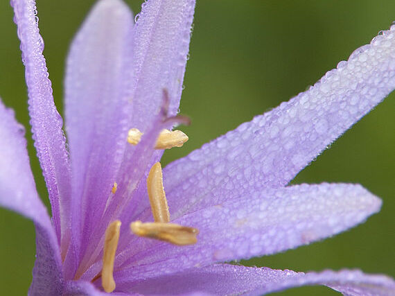 Foto: E. Neffe Herbstzeitlose