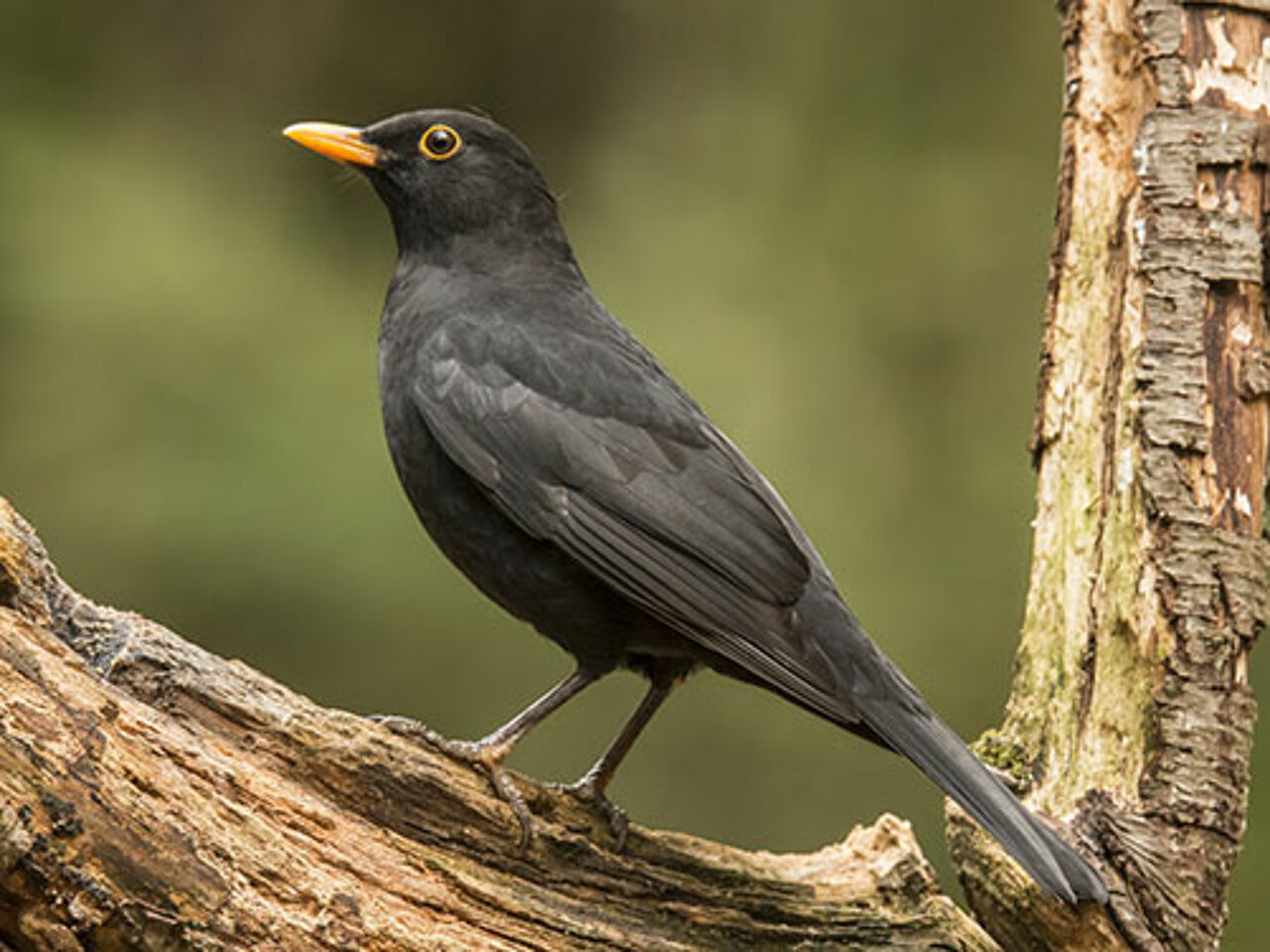 Foto: Fotolia/Gert Hilbink