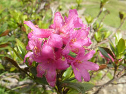 Foto: Robert Zideck Rostblättrige Alpenrose
