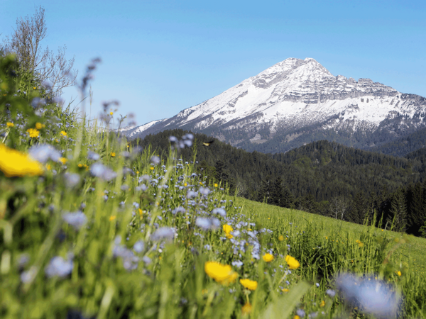 Ötscher-Tormäuer