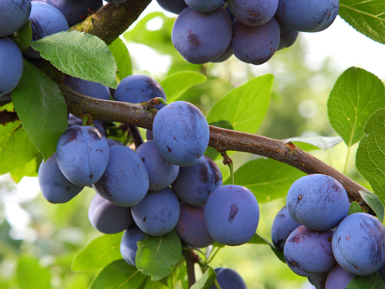 Foto: Branko Scrot-stock.adobe.com