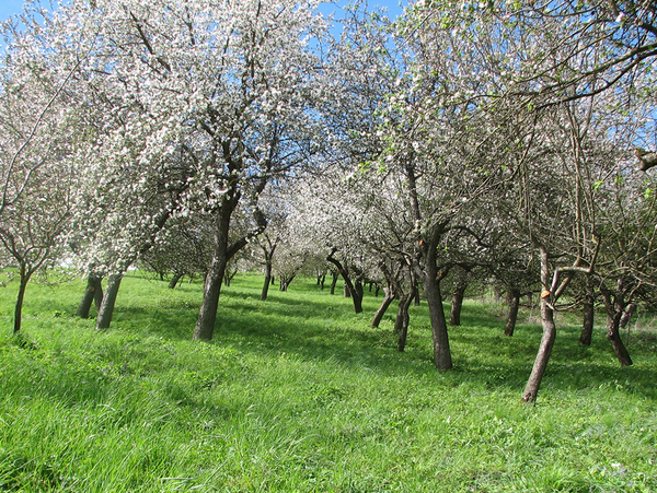 Streuobstwiesen