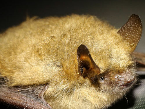Foto: pixabay.com Wimperfledermaus