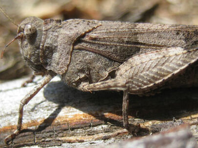 Themenschwerpunkt Insekten