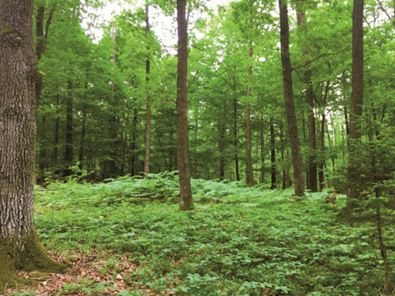 Foto: Naturpark Geschriebenstein