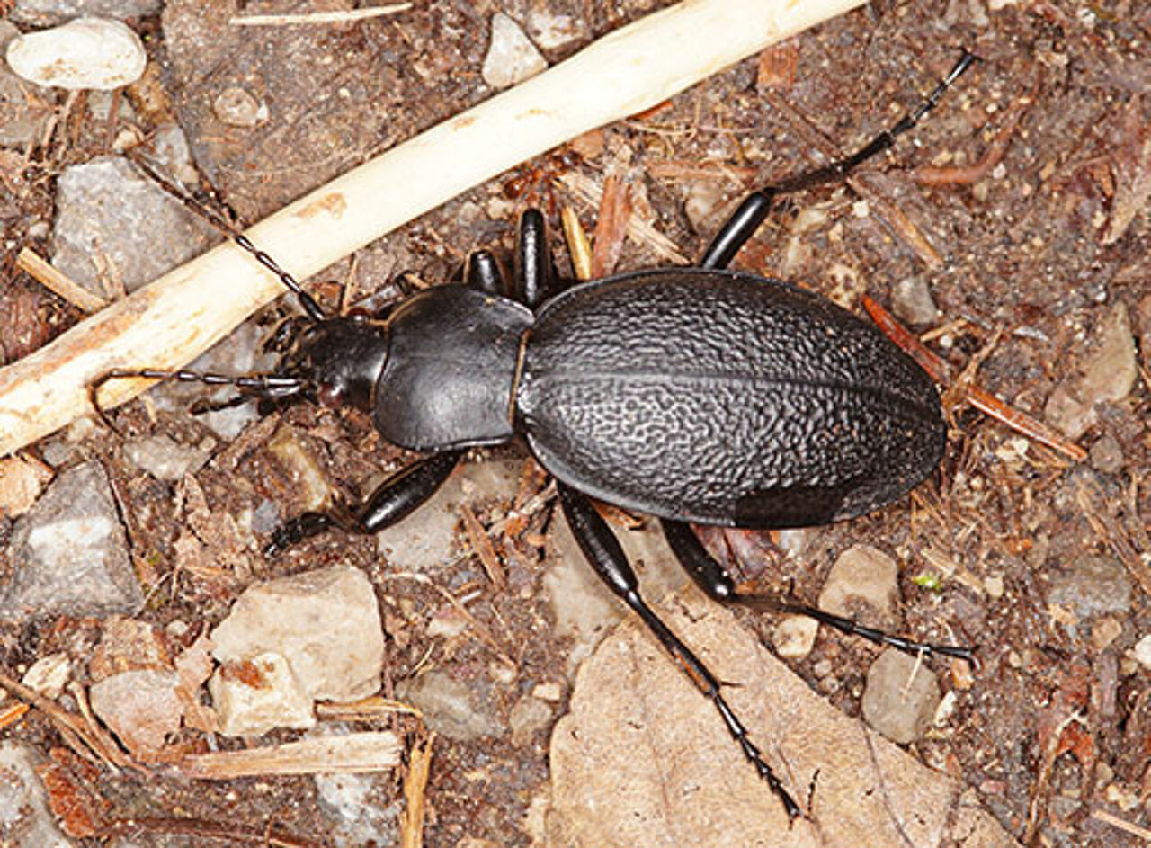 Foto: Tim’s insects – stock.adobe.com